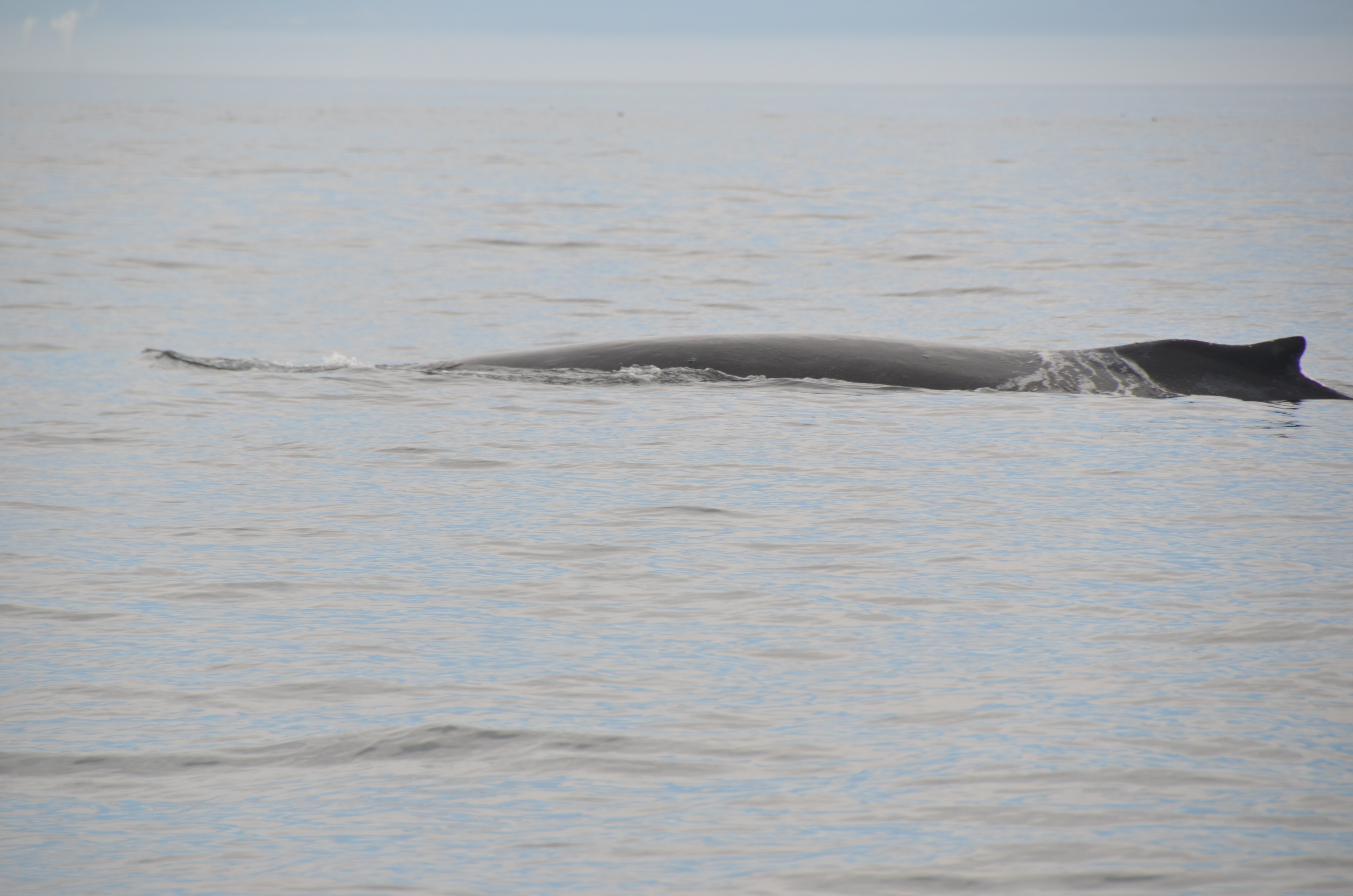 photos/wildlife/Mammal_Species/Humpback Whale/DSC_0011.JPG